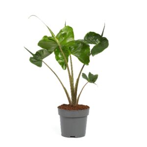 Alocasia macrorrhiza Stingray Alocasia Macror Stingray 17cm
(6 Plants/Order)(17cmP 65cmH)