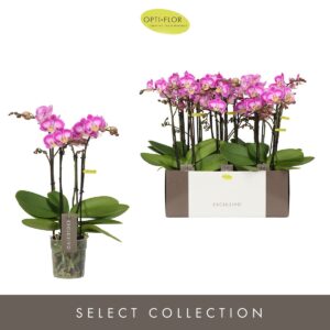 Phalaenopsis Multiflora Exclusivo Cupido 4 spike
(4 Plants/Order)(12cmP 45cmH)