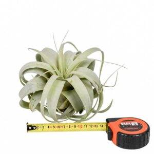 Tillandsia tillandsia xerographica x8
(8 Plants/Order)(15cmP 15cmH)