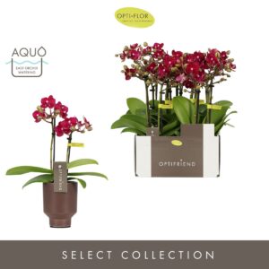 Phalaenopsis Multiflora Optifriend Lola 2 spike in Emilia Brown Aquo
(6 Plants/Order)(7cmP 25cmH)