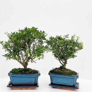Ilex crenata ilex crenata, 15 cm broom with drip tray
(8 Plants/Order)(16cmP 25cmH)