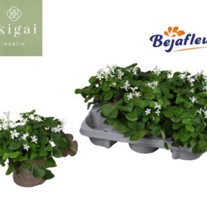 Oxalis triangularis subsp. papilion Oxalis Ikigai Papilionacea 
(6 Plants/Order)(12cmP 20cmH)