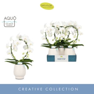 Phalaenopsis white more Ripsen Mirror Miracle Aurora 2 spike in Abruzzo White Aquo 
(3 Plants/Order)(12cmP 60cmH)
