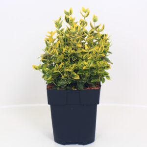 Euonymus fortunei Emerald n Gold Euonymus fortunei 'Emerald 'n' Gold' P17
(6 Plants/Order)(17cmP 40cmH)