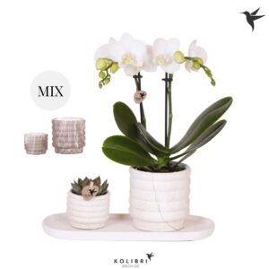 Arrangement Phalaenopsis Kolibri Gift Set small Marble
(1 Plants/Order)(18cmP 40cmH)