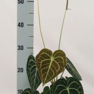 Anthurium clarinerviu Anthurium clarinervium
(6 Plants/Order)(12cmP 35cmH)