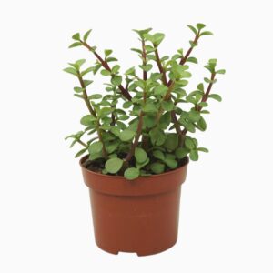 Portulacaria afra Portulacaria afra green 12 cm
(6 Plants/Order)(12cmP 20cmH)