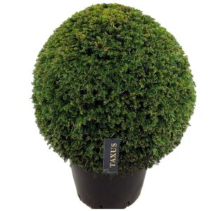 Taxus baccata Taxus baccata ball p65 (z) 90-95 ©
(1 Plants/Order)(65cmP 90cmH)