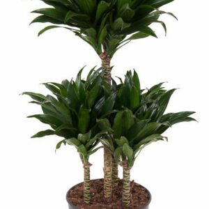 Dracaena Compacta Dracaena Compacta 45-carrousel
(1 Plants/Order)(21cmP 80cmH)