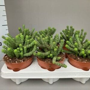 Crassula marnieriana Crassula hottentot
(6 Plants/Order)(12cmP 20cmH)