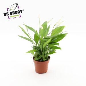 Spathihyllum 'Korto' Spathiphyllum "Korto"
(10 Plants/Order)(12cmP 40cmH)