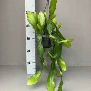 Epiphyllum Epiphyllum fruhlingsgold
(7 Plants/Order)(14cmP 85cmH)