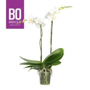 Phalaenopsis white more Ripsen Funda P12 BO White 2 spike
(10 Plants/Order)(12cmP 60cmH)
