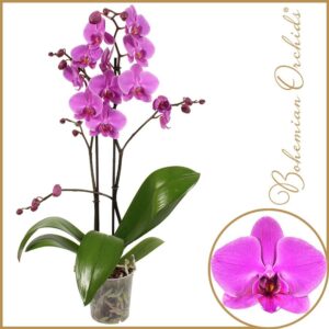 Phalaenopsis other purple more Phalaenopsis 2 spike Pasadena
(10 Plants/Order)(12cmP 70cmH)