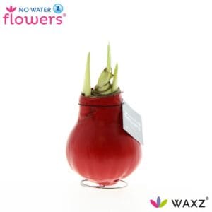 Droge ball Hippeastrum Wax Waxz® Red
(6 Plants/Order)(5cmP 15cmH)