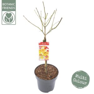 Acer shirasawanum Acer shir. 'Moonrise' C14 laagstam
(1 Plants/Order)(30cmP 120cmH)