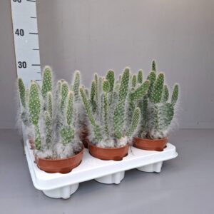 Opuntia Opuntia Blue Ale
(6 Plants/Order)(12cmP 13cmH)