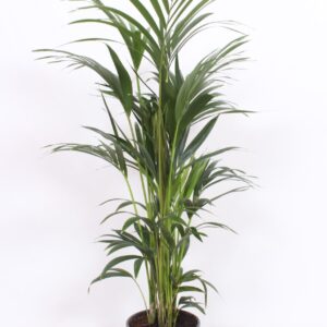 Howea forsteriana Howea forsteriana 6 per Pot 
(1 Plants/Order)(24cmP 130cmH)