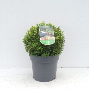 Pittosporum tenuifolium Golf Ball' 'Colours in Shape'
(1 Plants/Order)(23cmP 40cmH)
