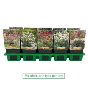 Armeria maritima Armeria mix laag P11
(10 Plants/Order)(11cmP 25cmH)