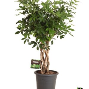 Schefflera Compacta Schefflera arb. Compacta gevlouchten cilinder
(1 Plants/Order)(32cmP 120cmH)