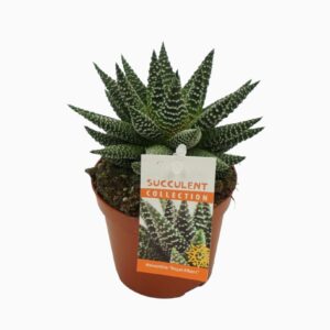 Succulenten mix Haworthia 'royal albert' 8,5 cm met etiket
(12 Plants/Order)(8.5cmP 10cmH)