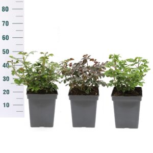 Rosa Rosa 'MOOISTE MIX' - Struik - VP5 - Categorie 3
(1 Plants/Order)(23cmP 25cmH)