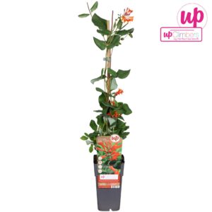 Lonicera Dropmore Scarlet Lonicera brownii Dropmore Scarlet P15
(10 Plants/Order)(15cmP 65cmH)