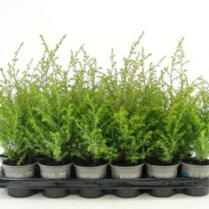 Juniperus communis Gold Cone Juniperus communis 'Gold Cone'
(18 Plants/Order)(9cmP 22cmH)