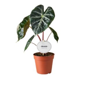 Alocasia Alocasia Pink Dragon
(8 Plants/Order)(12cmP 25cmH)