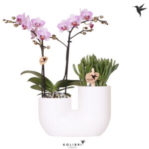 Phalaenopsis mt Kolibri Orchids Phalaenopsis Pink 2 spike and Succulent in Tube white
(3 Plants/Order)(18cmP 40cmH)