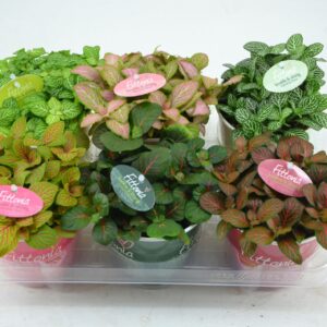 Fittonia fittonia mix 12 cm in smartcup met etiket
(6 Plants/Order)(12cmP 20cmH)