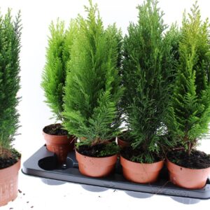 conifers conifeer mixed
(8 Plants/Order)(13cmP 50cmH)