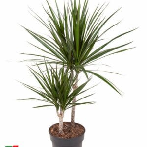 Dracaena marginata Dracaena Marginata 30-10
(1 Plants/Order)(19cmP 80cmH)