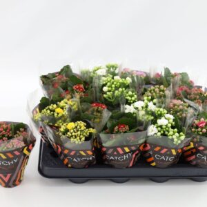 Kalanchoe Calandiva Kalanchoe Double mix
(16 Plants/Order)(8cmP 15cmH)