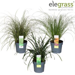 Siergrassen mix Carex mix laag P19 los
(21 Plants/Order)(19cmP 50cmH)