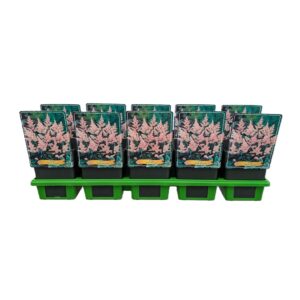 Astilbe Peach Blossom Astilbe 'Peach Blossom' P11
(10 Plants/Order)(11cmP 25cmH)