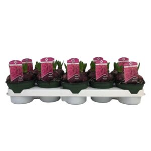 Hyacinthus Pink Pearl Hyacinthus orientalis 'Pink Pearl'
(10 Plants/Order)(12cmP 15cmH)