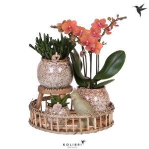 Arrangement Phalaenopsis Kolibri Gift Set Untamed Nature
(1 Plants/Order)(30cmP 40cmH)