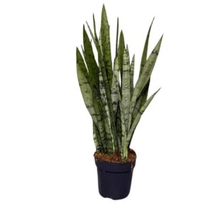 Sansevieria Sansevieria Silver Princes
(4 Plants/Order)(14cmP 60cmH)