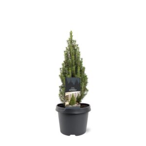 Picea glauca Picea glauca 'Zuckerhut'
(1 Plants/Order)(19cmP 35cmH)