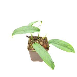 Monstera Monstera Obliqua Yasuni
(2 Plants/Order)(9cmP 5cmH)