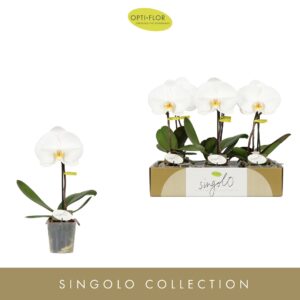 Phalaenopsis white more Ripsen Singolo Tosha 
(6 Plants/Order)(9cmP 40cmH)