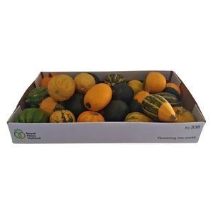 Cucurbita pepo small Deco fruit mixed Plant *25
(25 Plants/Order)(8cmP cmH)