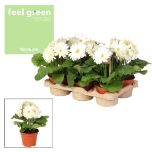 Gerbera Flori Line white Gerbera white 2+ bl. Feel green, nature Decorum
(6 Plants/Order)(12cmP 20cmH)