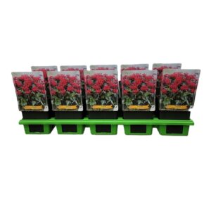 Monarda Balmy pink Monarda didya 'Balmy Rose' P11
(10 Plants/Order)(11cmP 25cmH)