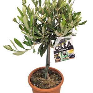 Olea europaea Olea Europaea Stem - 1241
(6 Plants/Order)(17cmP 55cmH)