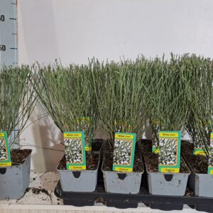 Cytisus Cytisus White Lion Cytisus White Lion
(8 Plants/Order)(13cmP 45cmH)