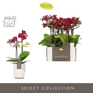 Phalaenopsis Multiflora Optifriend Lola 2 spike in Molise White Aquo
(6 Plants/Order)(7cmP 25cmH)