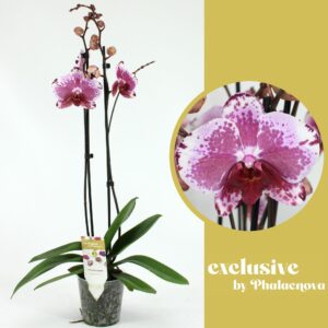 Phalaenopsis other purple more Veronika 2-tak 70cm (GROEN)
(12 Plants/Order)(12cmP 65cmH)